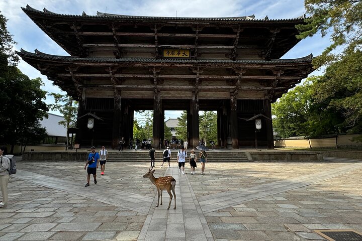 Nara: Excursão privada de meio dia por 4 pontos imperdíveis & Deer Park