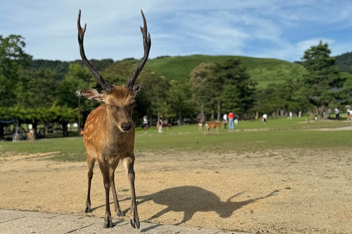 Nara: Excursão privada de meio dia por 4 pontos imperdíveis & Deer Park