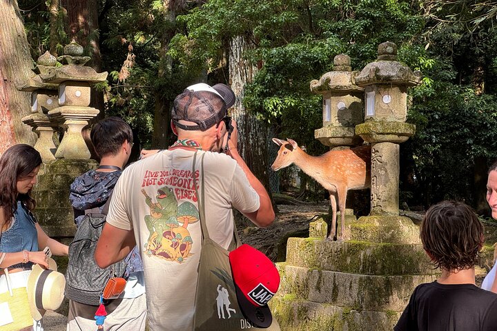 Nara: Excursão privada de meio dia por 4 pontos imperdíveis & Deer Park