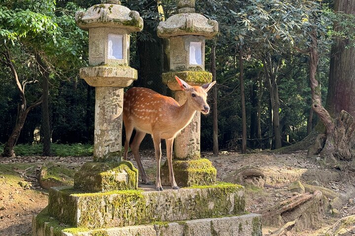 Nara: Excursão privada de meio dia por 4 pontos imperdíveis & Deer Park