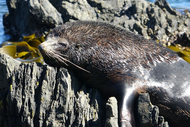 Seal Coast Safari - Exclusieve toegang tot Wellington's geheime kust
