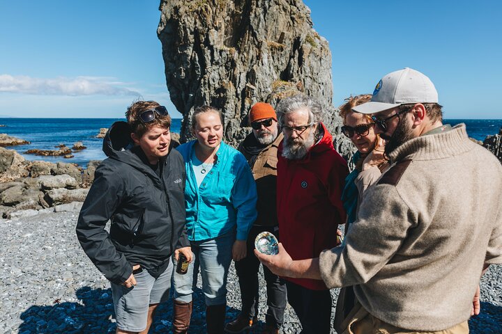 Seal Coast Safari - Exclusieve toegang tot Wellington's geheime kust