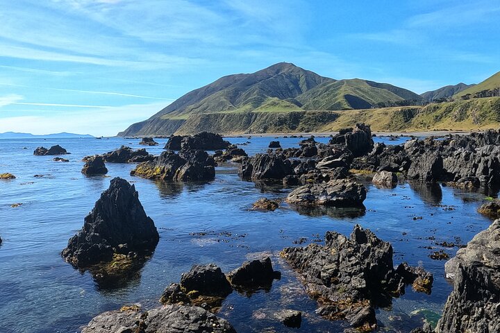 Seal Coast Safari - Exclusieve toegang tot Wellington's geheime kust