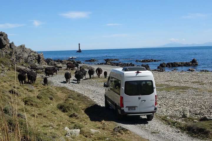Seal Coast Safari - Exclusieve toegang tot Wellington's geheime kust