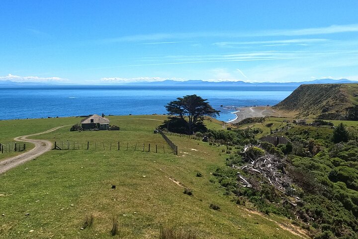 Seal Coast Safari - Exclusieve toegang tot Wellington's geheime kust