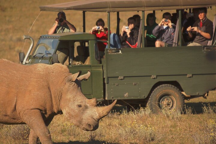 Riserva di gioco Schotia di mezza giornata (veicolo Safari 4x4 aperto)