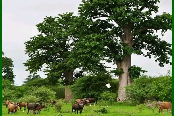 Pink lake with Bandia reserve. Minimum 2 people for reservation.