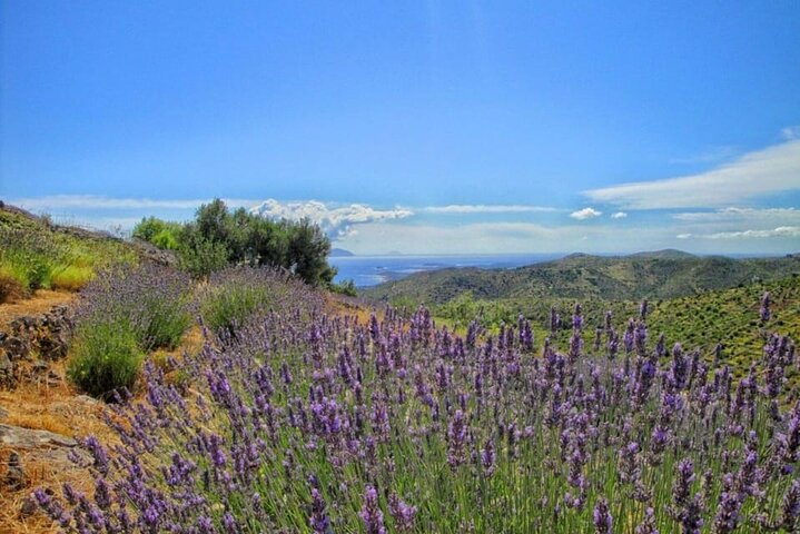 Hvar: Tour por la isla con cata de vinos y aceites de oliva