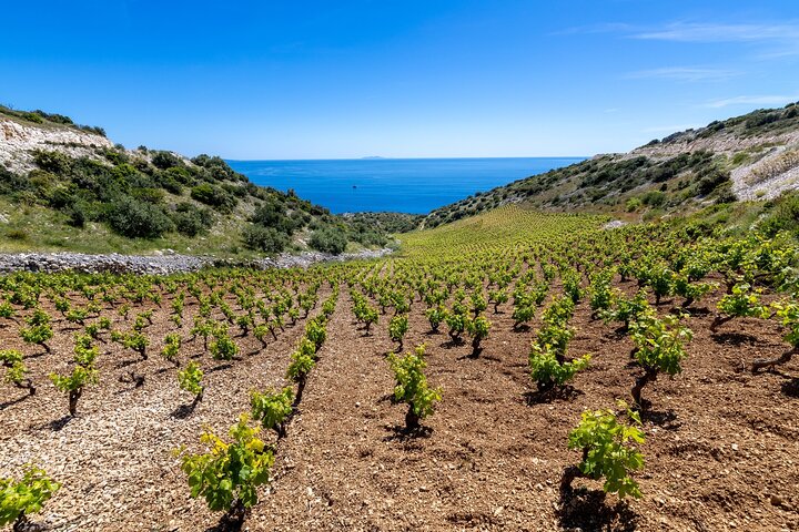 Hvar: Tour por la isla con cata de vinos y aceites de oliva