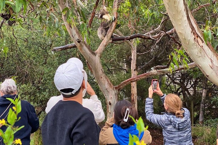Great Ocean Road Eco Tour en petit groupe au départ de Melbourne