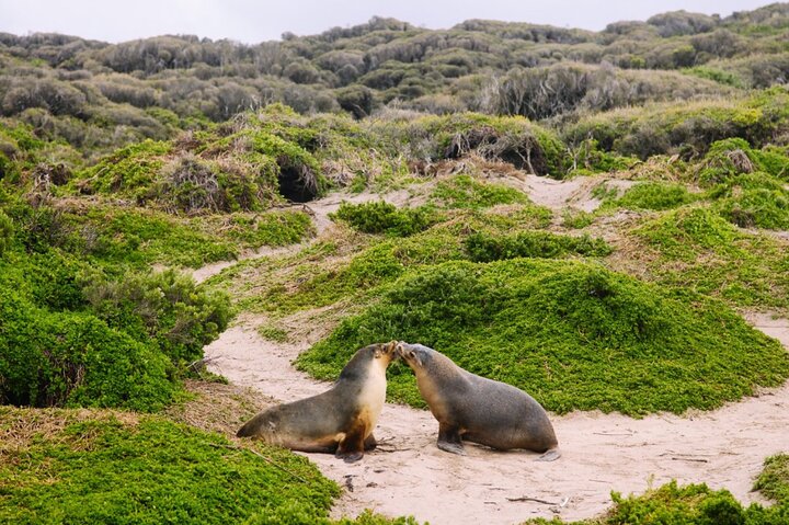 Kangaroo Island 2-Day Wildlife Adventure Small Group tour