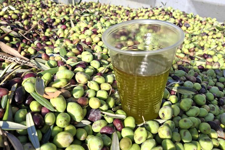 Cefalonia: Experiencia privada de cata de aceite de oliva, miel y vino