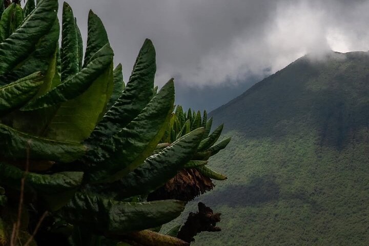 2 días de caminata por el Monte Muhabura