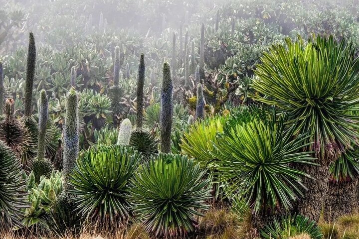 2 días de caminata por el Monte Muhabura