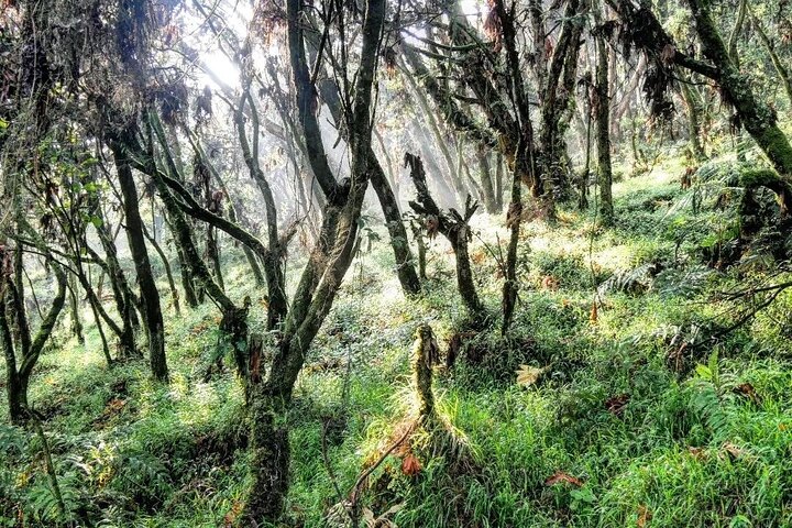 2 días de caminata por el Monte Muhabura
