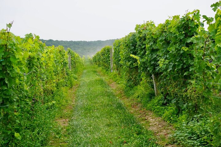 Hudson Valley Wineries - Transporte privado - O cervecería/destilería