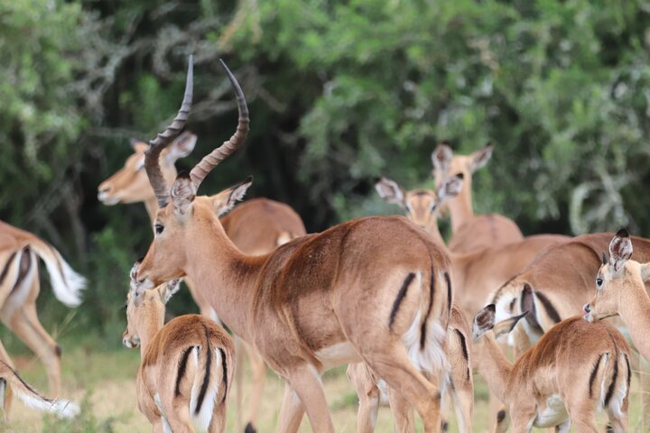 Réserve de chasse Schotia d'une journée et promenade des girafes (véhicule 4x4 ouvert)