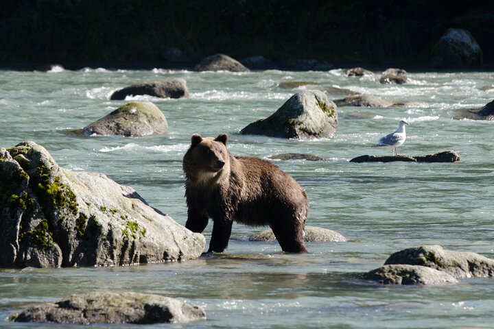 4 Stunden Chilkoot Lake Natur- und Tierbeobachtung