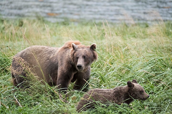 4 Stunden Chilkoot Lake Natur- und Tierbeobachtung