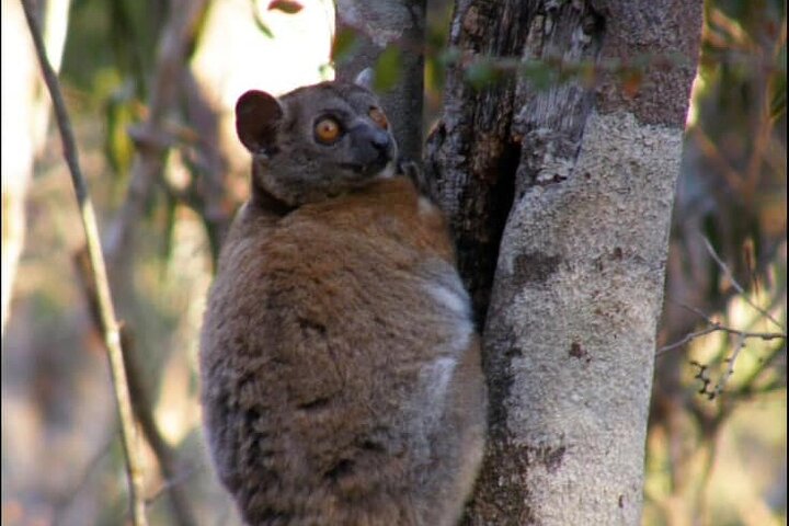 Morondava Tour : 3-daagse tour naar Tsingy of Bemaraha & Baobab avenue