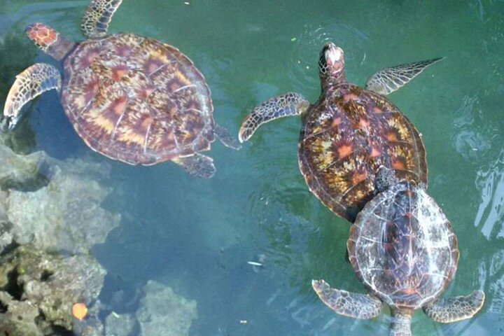 Aktiviteter i nærheden af Snorkeling Dolphin Aquarium Turtles Sunset Kendwa Beach