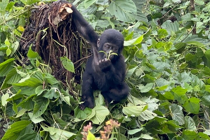 Gorilla Trekking di 1 giorno Mgahinga Gorilla NP e Lago Bunyonyi