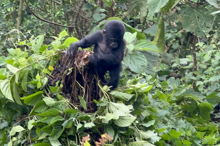 Gorilla Trekking di 1 giorno Mgahinga Gorilla NP e Lago Bunyonyi