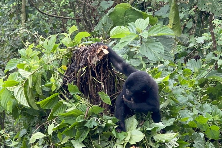 Gorilla Trekking di 1 giorno Mgahinga Gorilla NP e Lago Bunyonyi