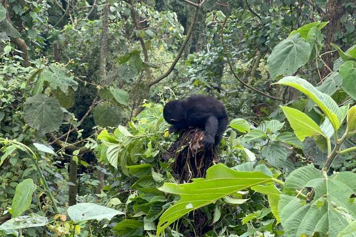 Gorilla Trekking di 1 giorno Mgahinga Gorilla NP e Lago Bunyonyi