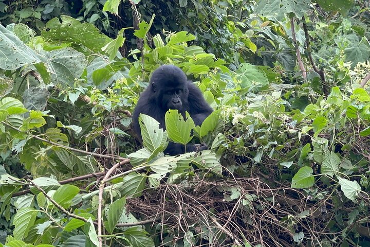 Gorilla Trekking di 1 giorno Mgahinga Gorilla NP e Lago Bunyonyi