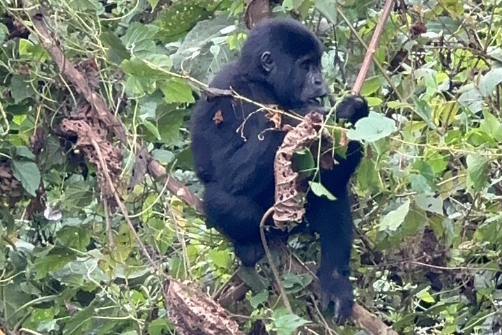 Gorilla Trekking di 1 giorno Mgahinga Gorilla NP e Lago Bunyonyi