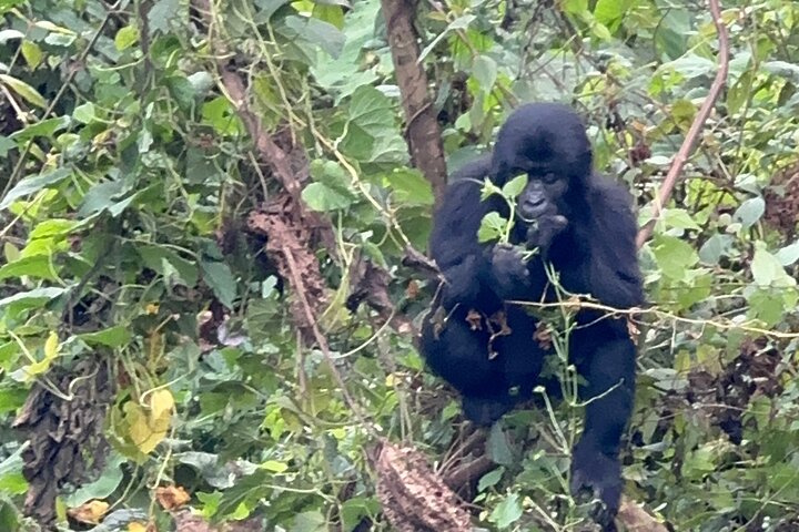 Gorilla Trekking di 1 giorno Mgahinga Gorilla NP e Lago Bunyonyi