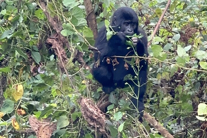 Gorilla Trekking di 1 giorno Mgahinga Gorilla NP e Lago Bunyonyi