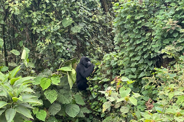 Gorilla Trekking di 1 giorno Mgahinga Gorilla NP e Lago Bunyonyi