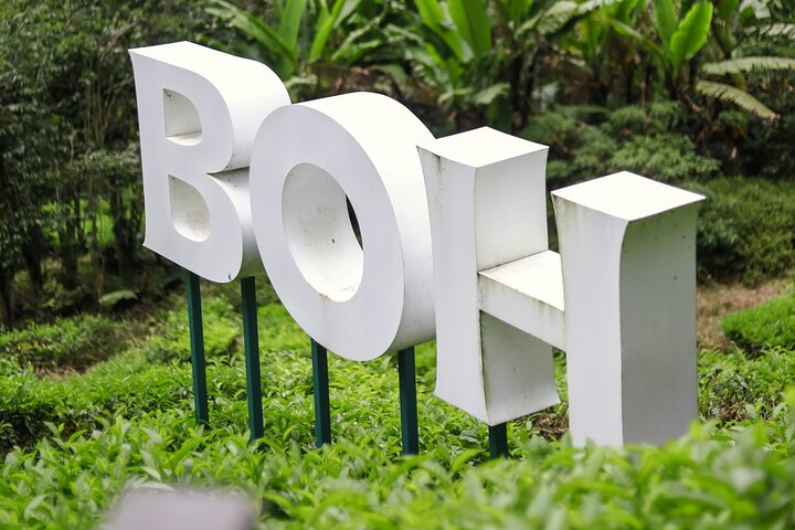 Excursion d'une journée à Cameron Highlands au départ d'Ipoh avec déjeuner et forêt moussue