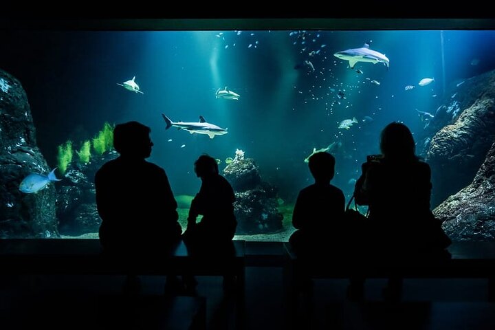 Göteborg Universeum biljett - Akvarium, Vetenskap, Djurliv, Djurpark