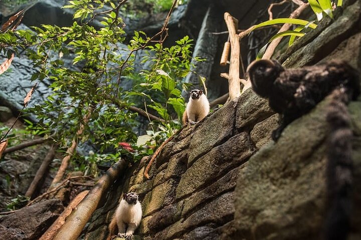 Göteborg Universeum biljett - Akvarium, Vetenskap, Djurliv, Djurpark