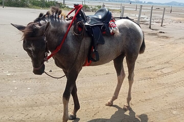 Ridning langs strendene i Cartagena