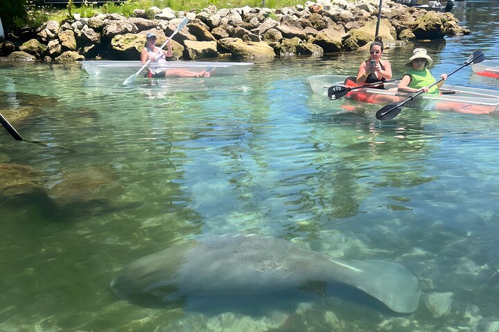 Restauranter i nærheten av Crystal River: Three Sisters Manatee Clear Kayak Tour