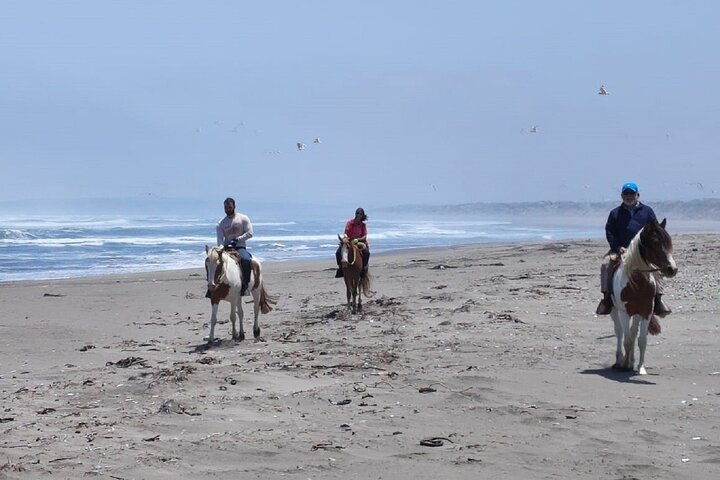 Randonnée à pied et à cheval sur la plage de Mauco Hill De VALPARAISO