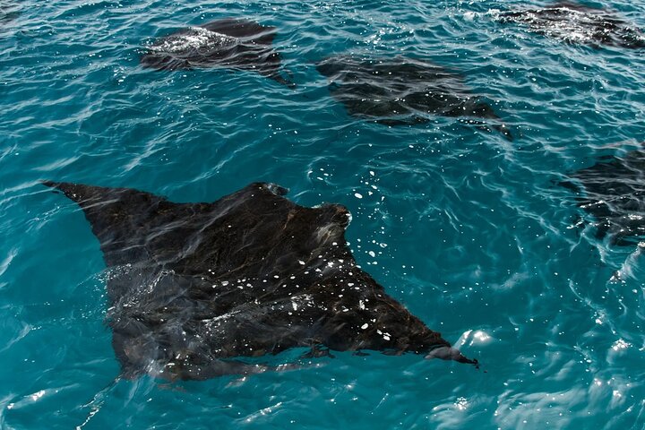 Tour di un'intera giornata a Komodo con Hey Bali Info Visita 6 Spot