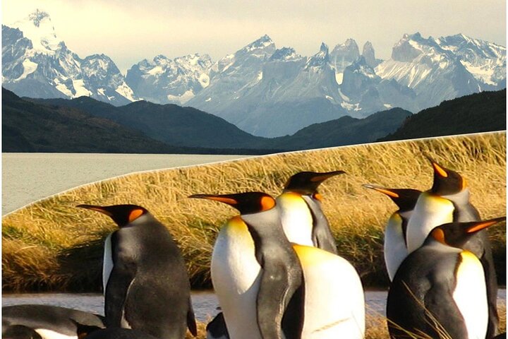 Torres del Paine en Tierra del Fuego (koning penguis)