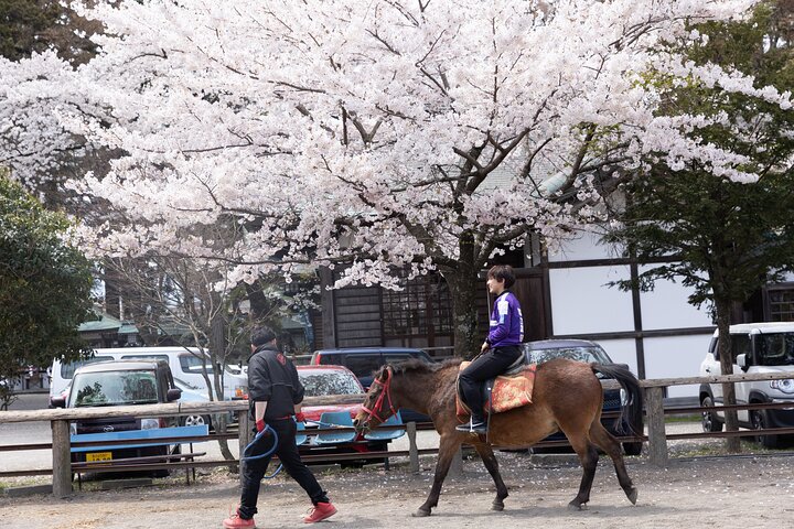 Experiencia privada de interacción con caballos cerca del Monte Fuji