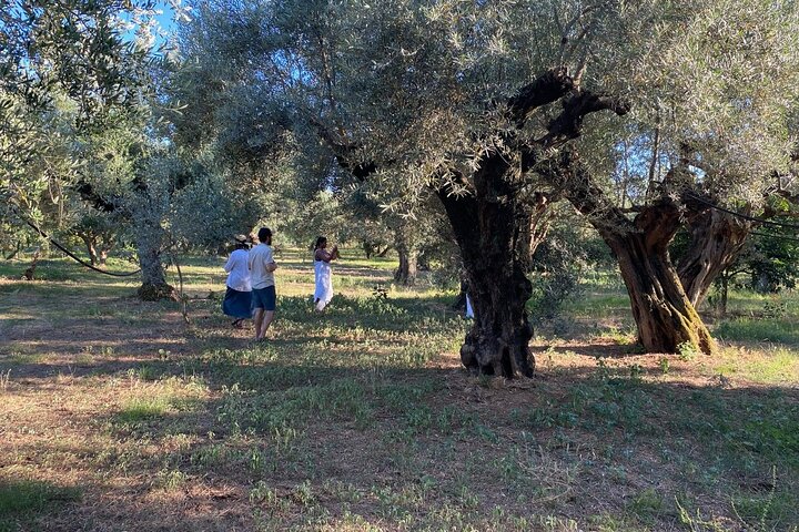 Ekologisk Olive Grove tur & Olivoljeprovning & lunch i Kalamata!