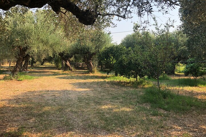 Ekologisk Olive Grove tur & Olivoljeprovning & lunch i Kalamata!