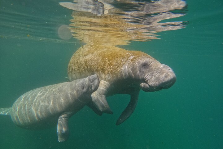 Klassische Crystal River Manatee Schwimmtour mit kostenlosen Fotos