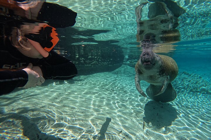 Klassische Crystal River Manatee Schwimmtour mit kostenlosen Fotos