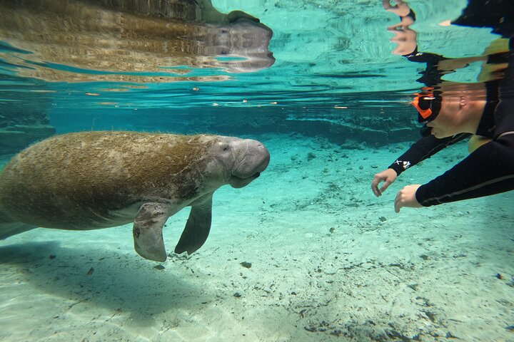 Klassische Crystal River Manatee Schwimmtour mit kostenlosen Fotos