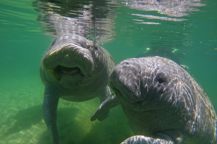 Klassische Crystal River Manatee Schwimmtour mit kostenlosen Fotos