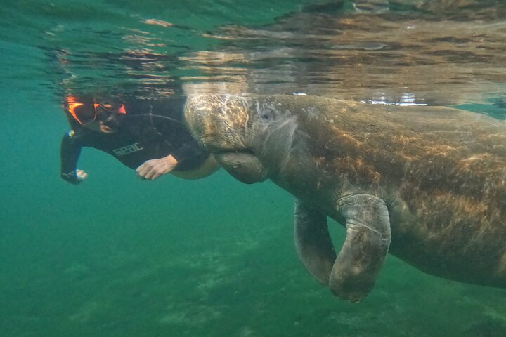 Klassische Crystal River Manatee Schwimmtour mit kostenlosen Fotos